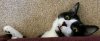 wonderingCat.JPG